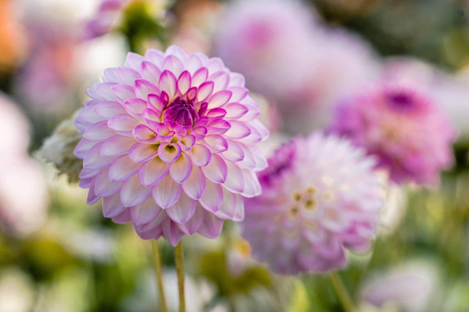 Dahlia 'Arbatax'